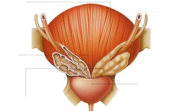 anatomía de la próstata